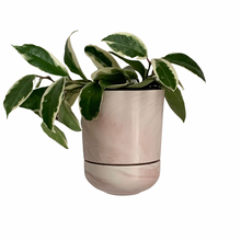 Sconce Wall Planter | Blush Marble 4”