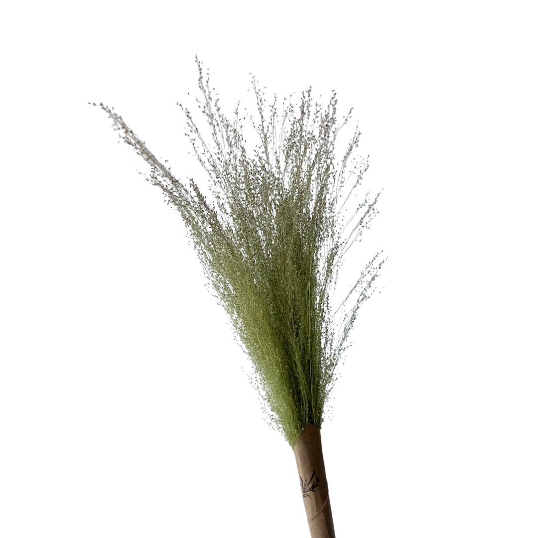 Dried Grass Bundle | Cloud Grass | *Local Yeg Orders Only*