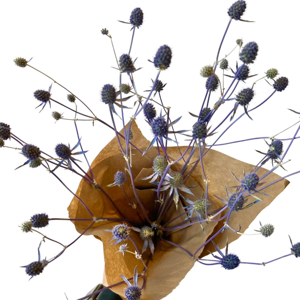 Dried Pod Bundle | Sea Holly | *Local Yeg Orders Only*