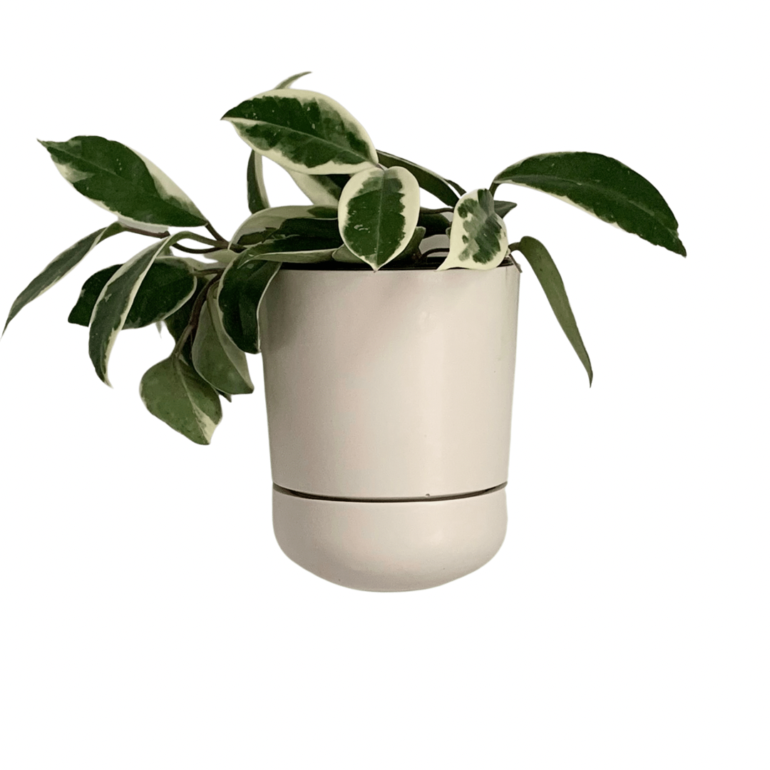 Sconce Wall Planter | White 4”